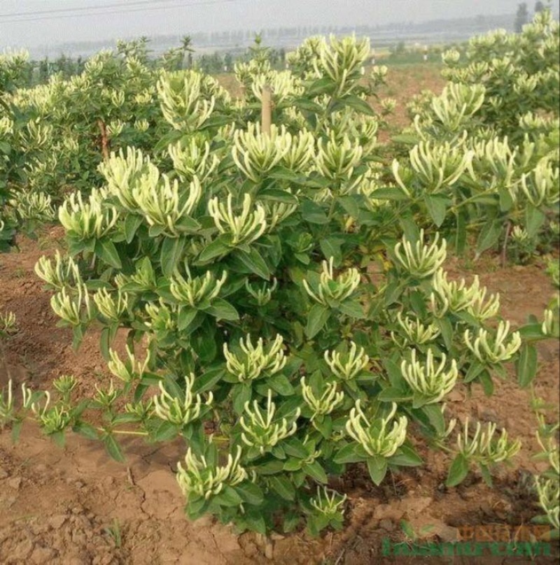 金银花苗有四季花和百花一号，，现挖现发货，成活率高，