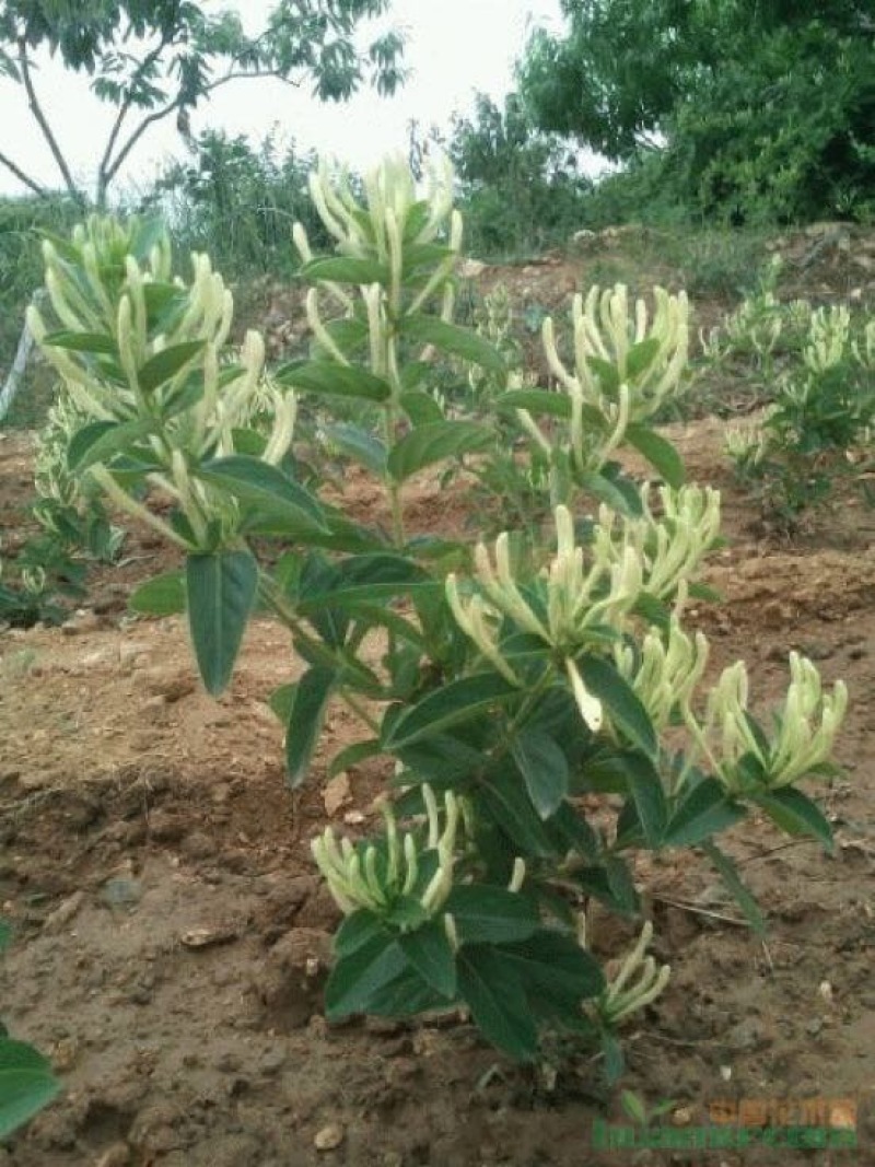 金银花苗有四季花和百花一号，，现挖现发货，成活率高，