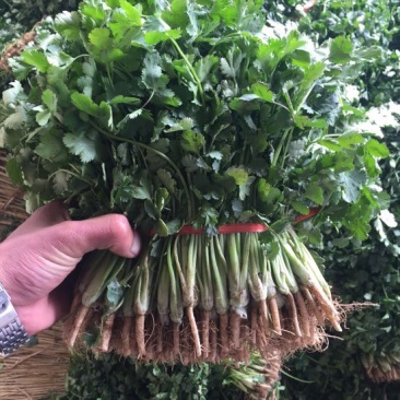 香菜20~30厘米