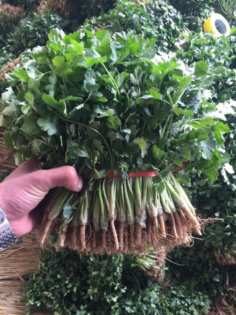 香菜20~30厘米