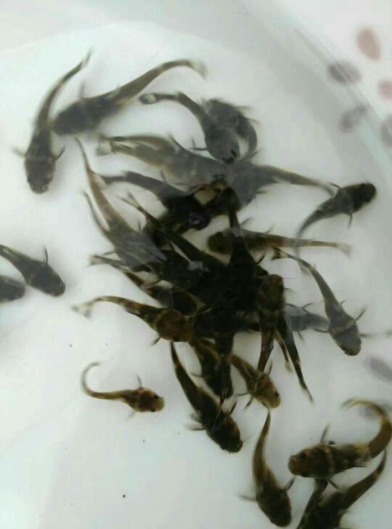 牛尾鱼