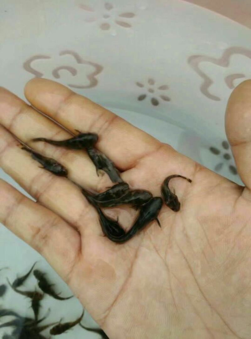 牛尾鱼