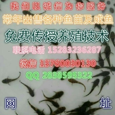 牛尾鱼