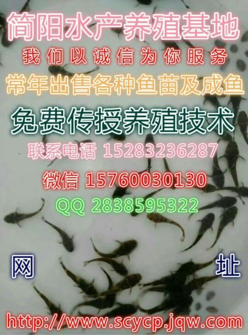 牛尾鱼