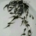 牛尾鱼