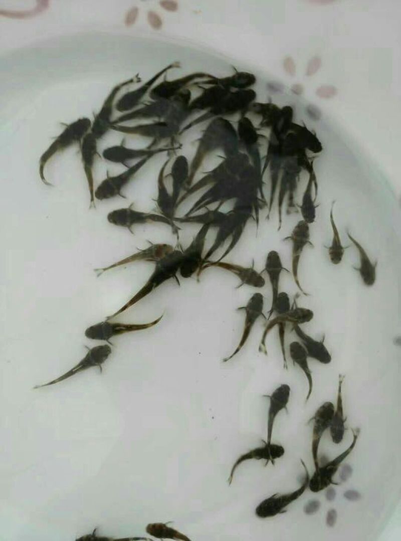 牛尾鱼
