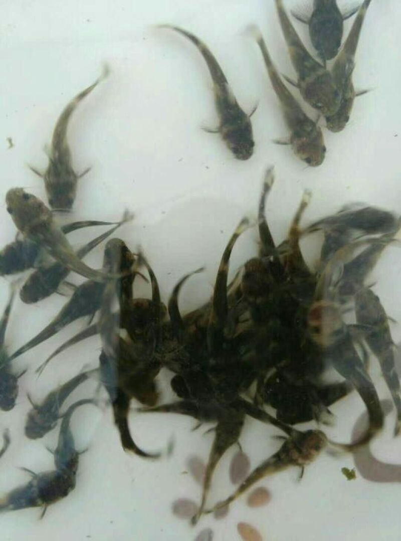 牛尾鱼