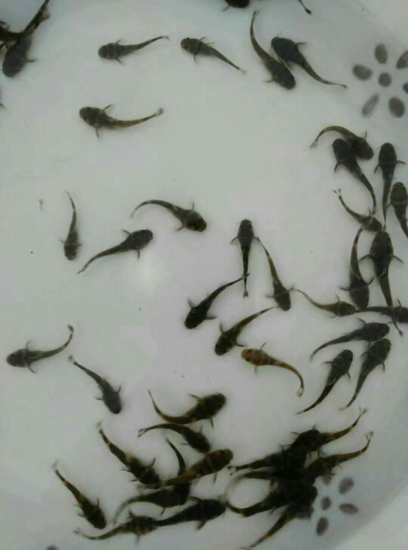牛尾鱼