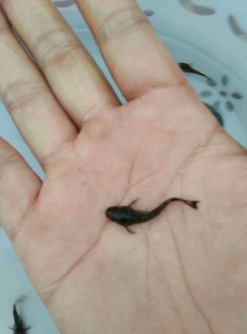 牛尾鱼