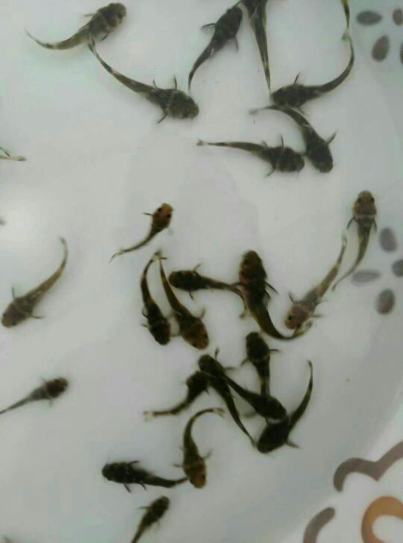 牛尾鱼