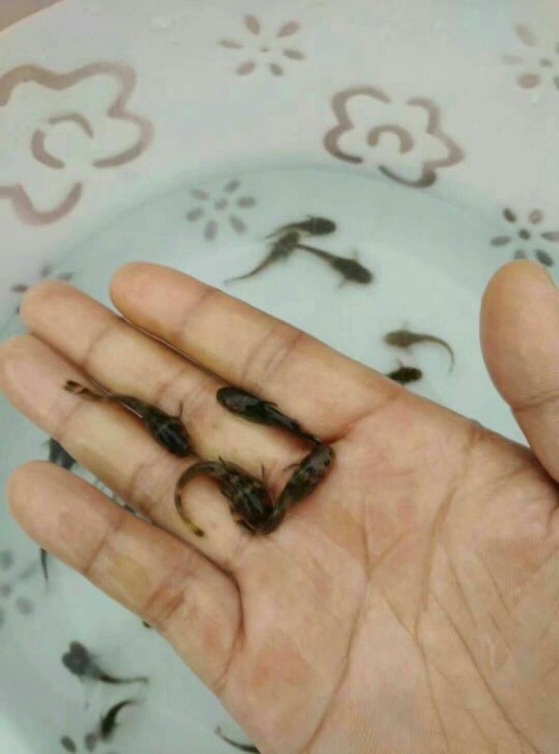 牛尾鱼