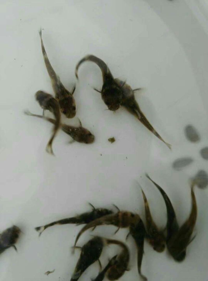 牛尾鱼