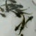 牛尾鱼