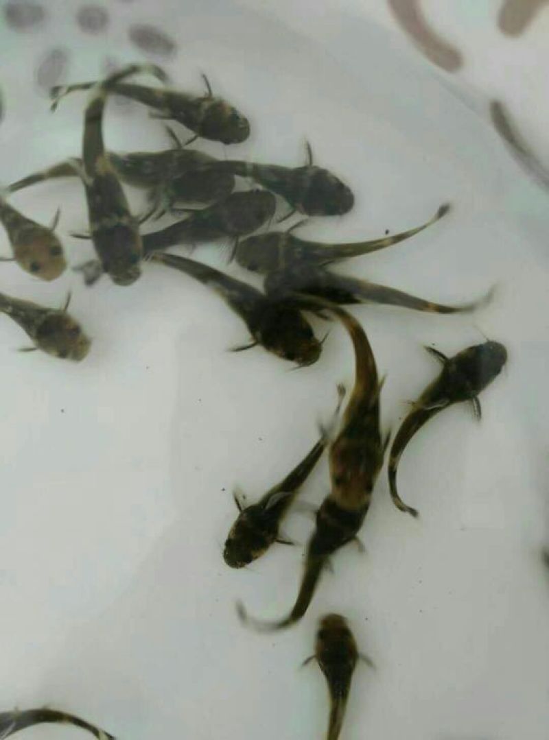 牛尾鱼