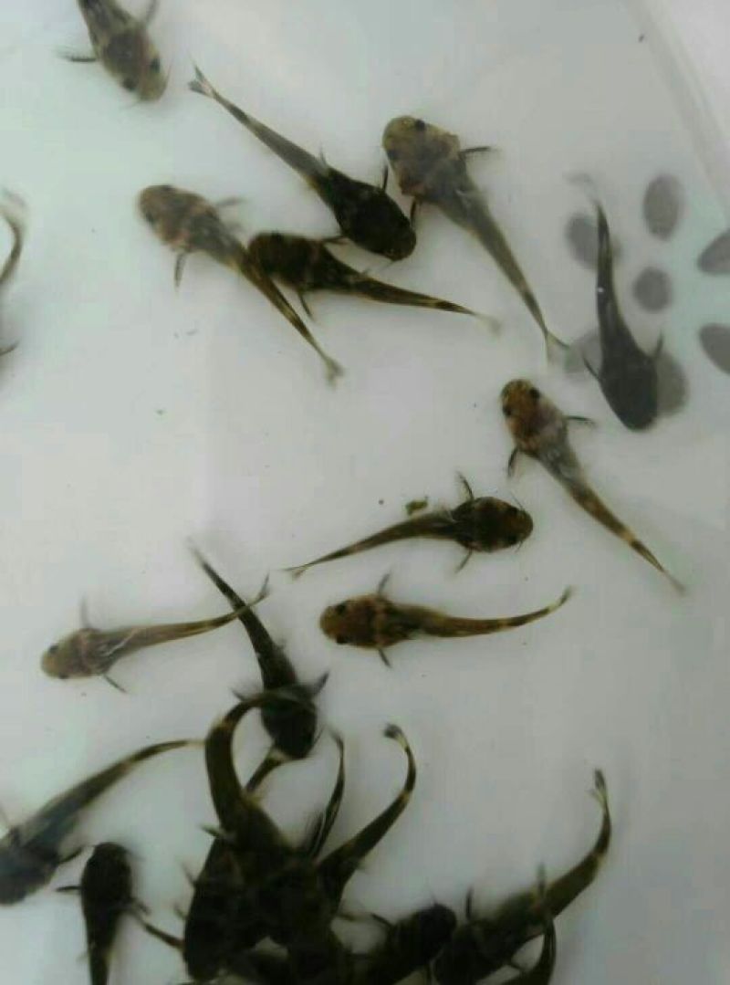 牛尾鱼
