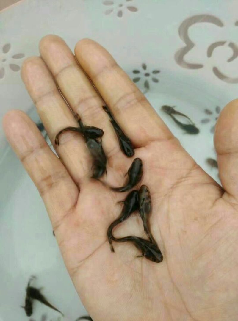 牛尾鱼