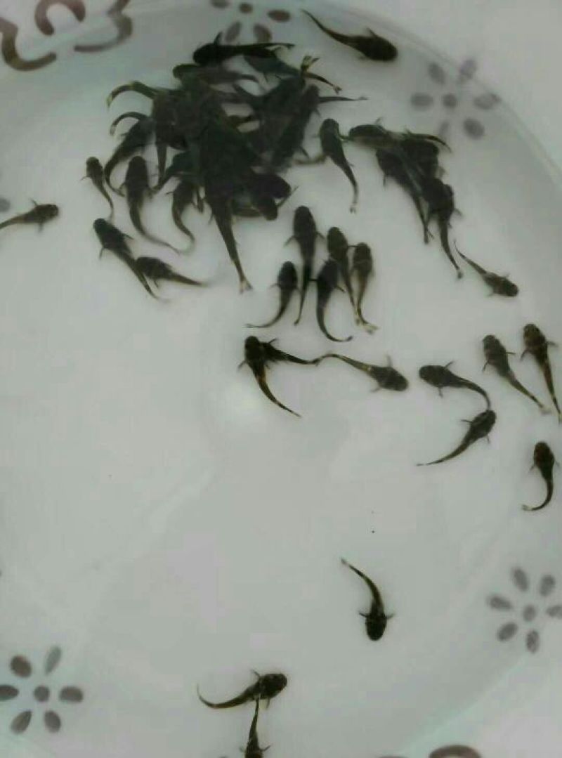 牛尾鱼
