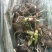 福建槟榔芋种，乐昌芋种。