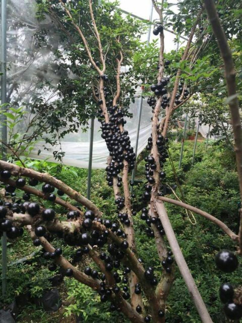 供应嘉宝果树苗，各种规格，可供庭院阳台观赏。