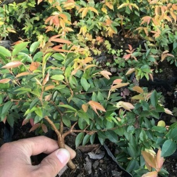 供应嘉宝果树苗，各种规格，可供庭院阳台观赏。