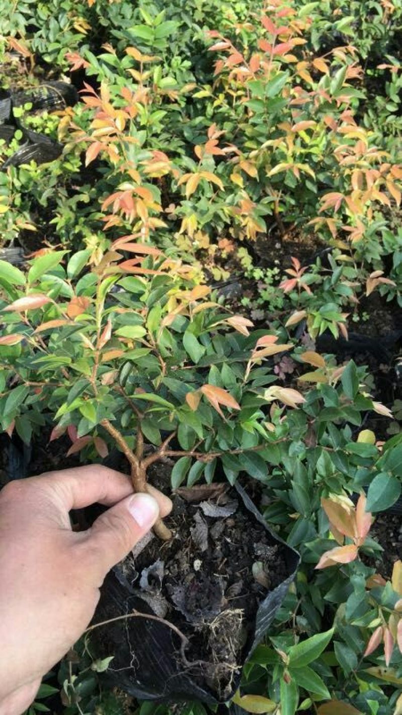 供应嘉宝果树苗，各种规格，可供庭院阳台观赏。