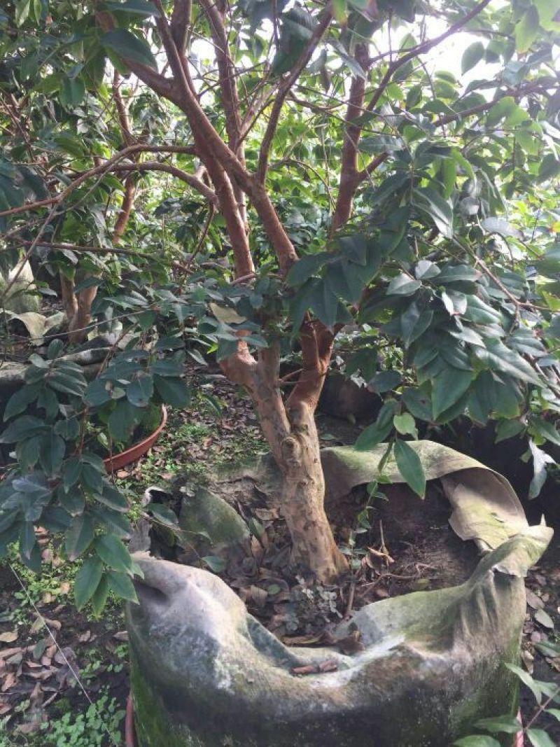 供应嘉宝果树苗，各种规格，可供庭院阳台观赏。