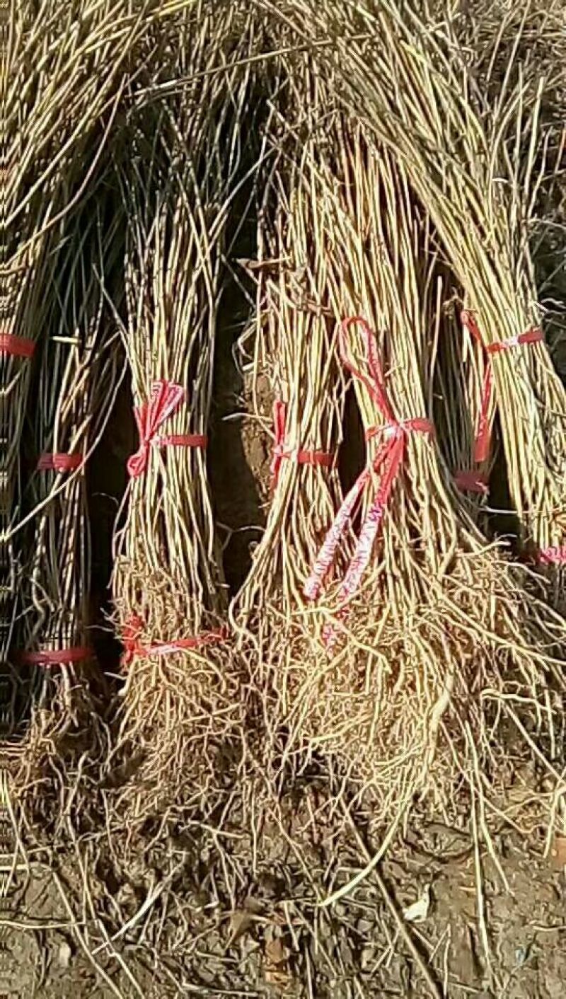 出售两年药用连翘苗两年苗一年苗