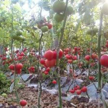 山东济南硬粉西红柿弧二以上！规格全质量好色泽红亮！