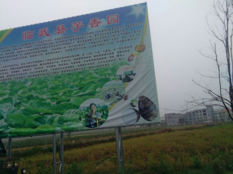 芋子槟榔芋头芓，又粉又糯自产自销，质量，价格优惠。