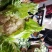 光头白花菜花精品光头紧花现货乳白色产地直供一手