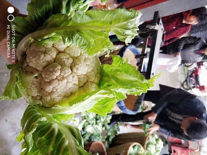 光头白花菜花精品光头紧花现货乳白色产地直供一手