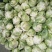 光头白花菜花精品光头紧花现货乳白色产地直供一手