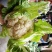 光头白花菜花精品光头紧花现货乳白色产地直供一手