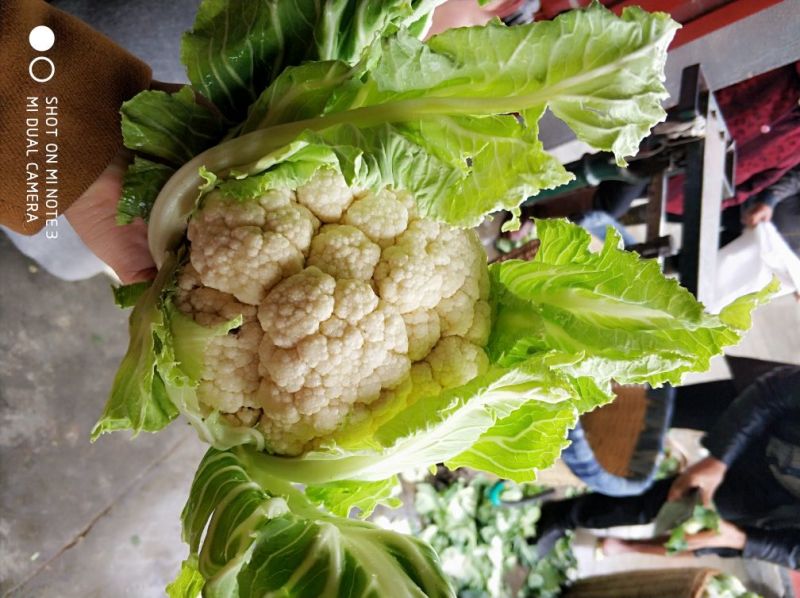 光头白花菜花精品光头紧花现货乳白色产地直供一手