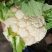光头白花菜花精品光头紧花现货乳白色产地直供一手