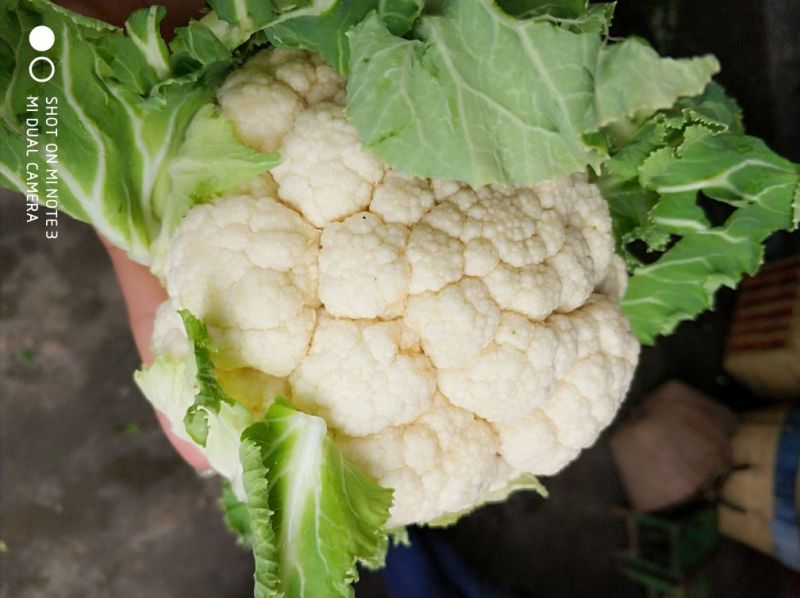 光头白花菜花精品光头紧花现货乳白色产地直供一手