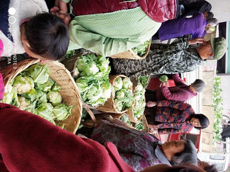 光头白花菜花精品光头紧花现货乳白色产地直供一手