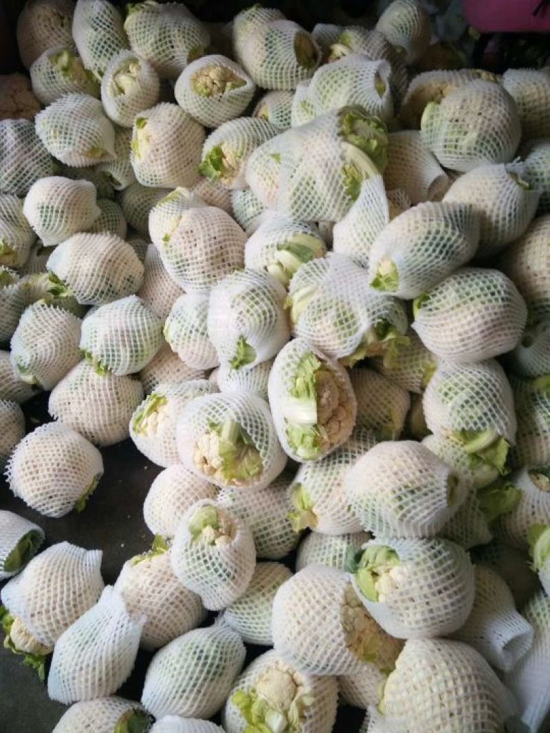 光头白花菜花精品光头紧花现货乳白色产地直供一手
