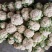 光头白花菜花精品光头紧花现货乳白色产地直供一手