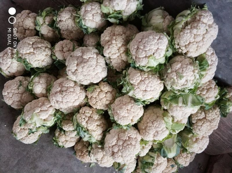 光头白花菜花精品光头紧花现货乳白色产地直供一手