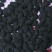 丝瓜种子