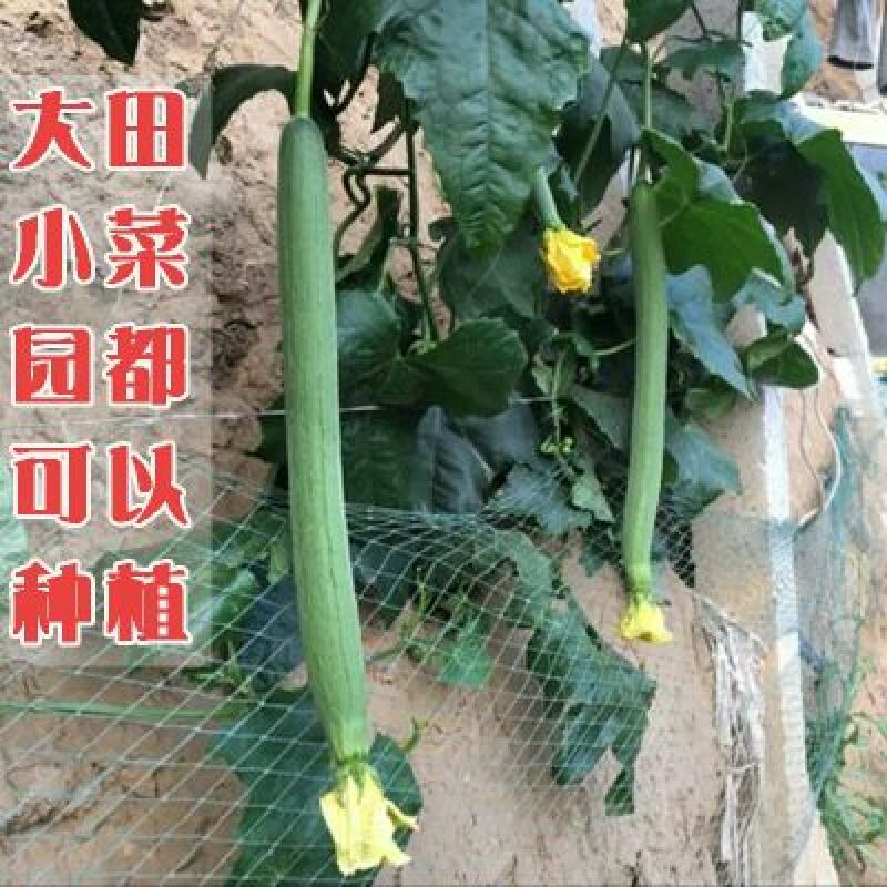 丝瓜种子