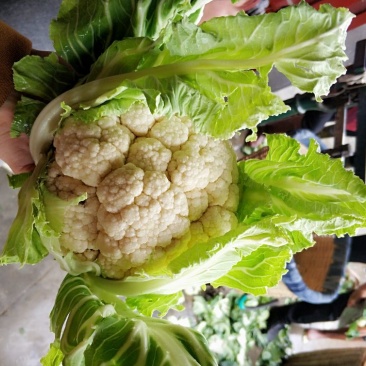 菜花1~3斤乳白紧花质量好货源广