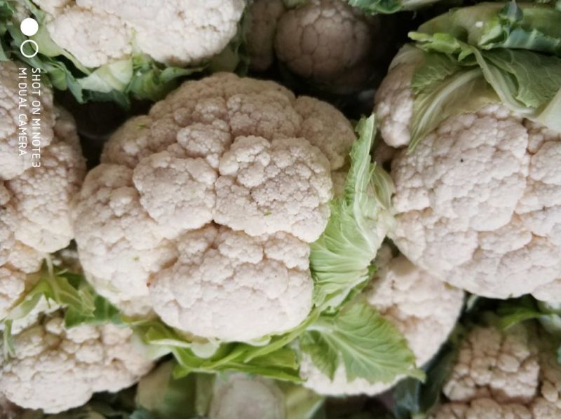 菜花1~3斤乳白紧花质量好货源广