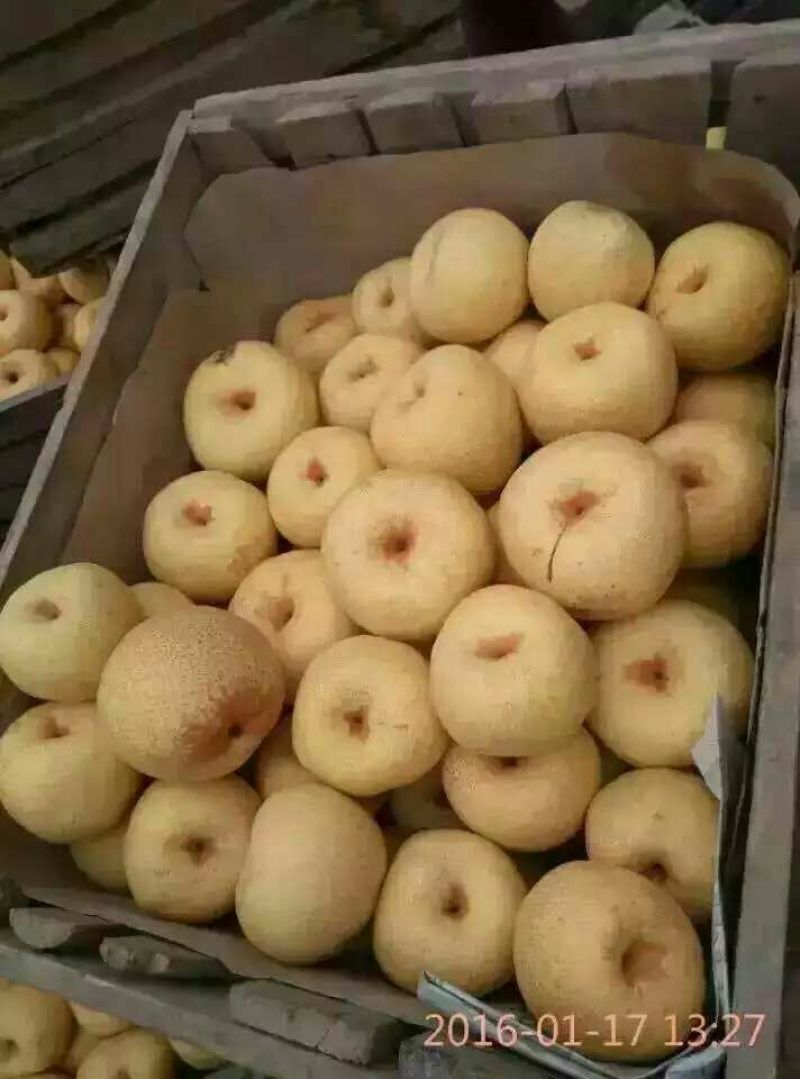 酥梨光果500~550g