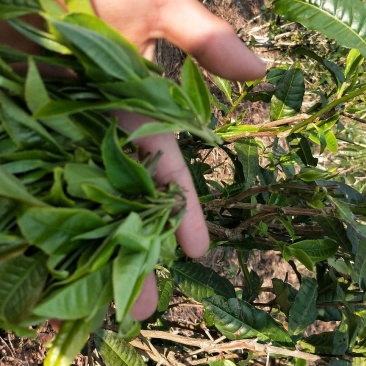 普洱茶一级