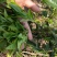 普洱茶一级