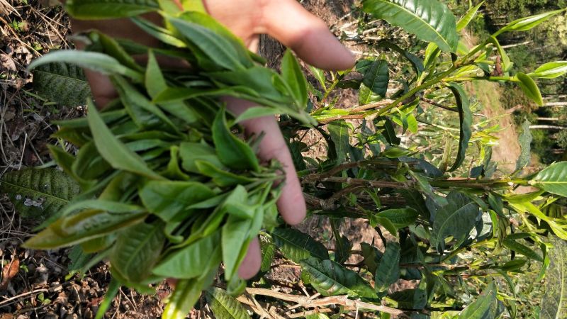 普洱茶一级