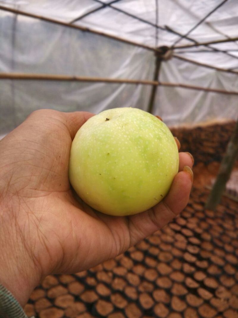 黄金百香果苗20~30cm