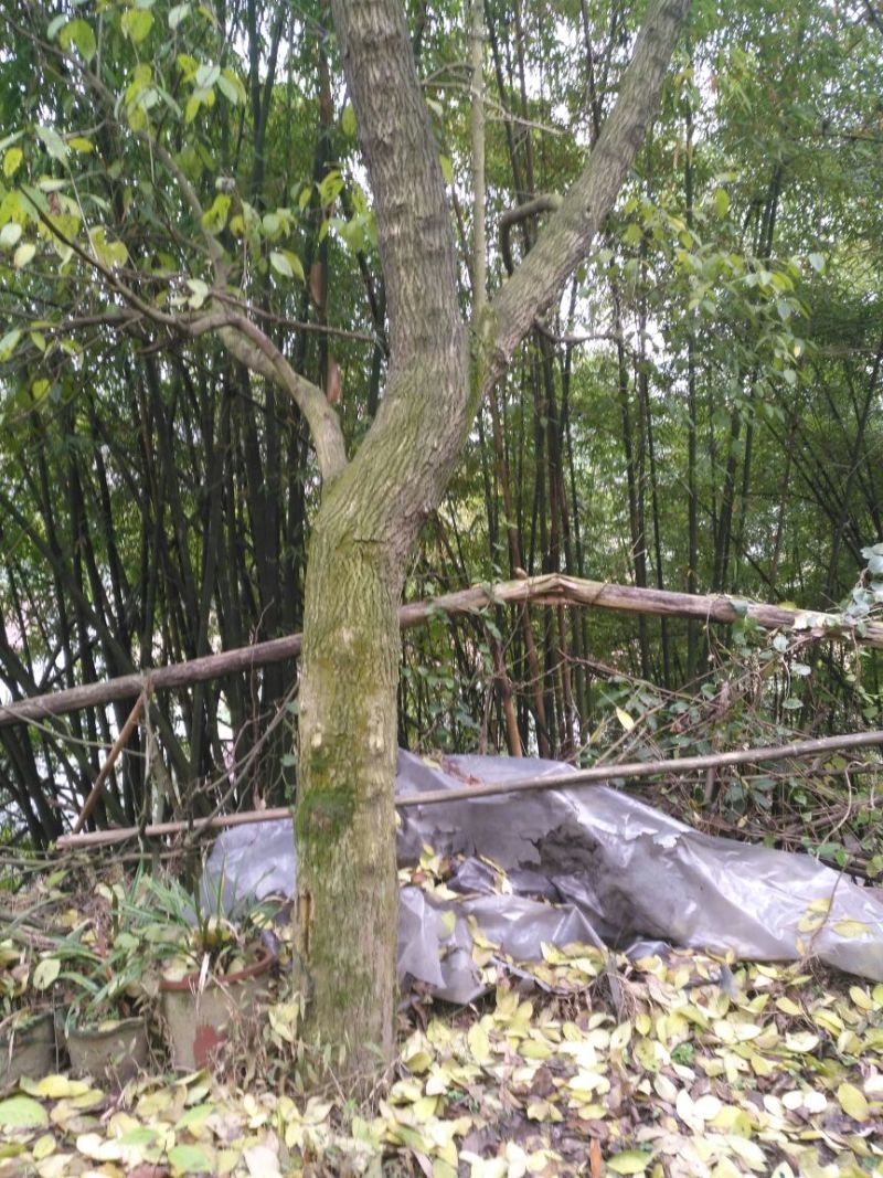 杜仲叶
